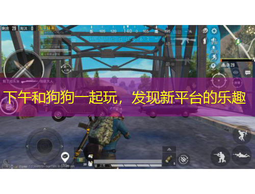 下午和狗狗一起玩，发现新平台的乐趣